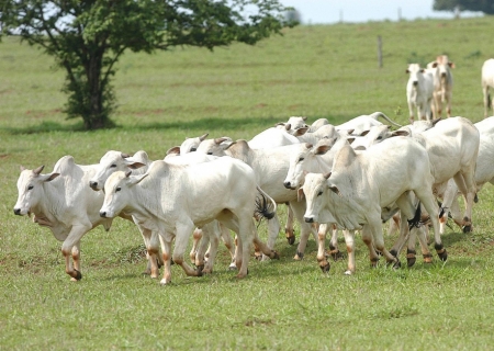 Arroba bovina tem valorização superior a 10% em setembro, mas poderia ter sido maior