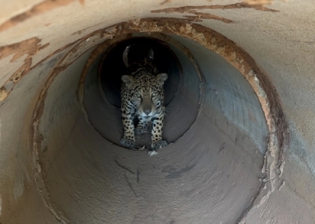 Onça-pintada resgatada em incêndio, volta ao Pantanal de MS após 43 dias de tratamento