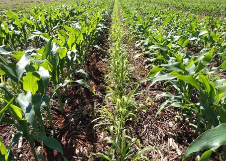 Valor da produção agrícola cai 2,3% em 2023