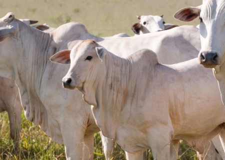 Novilhos precoces respondem por 40% do total de abates de bovinos nas indústrias de MS