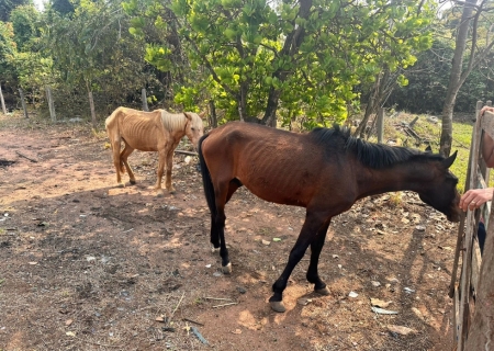 DECAT prende tutora em flagrante por maus-tratos de cão e dois cavalos são resgatados durante ações na capital