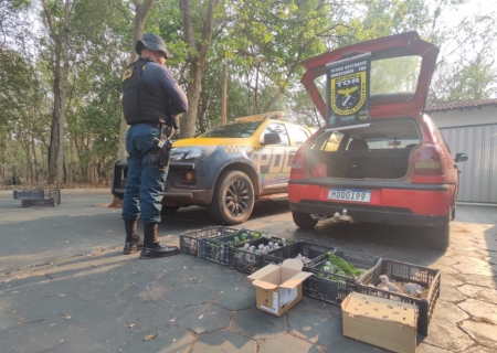 Homem compra papagaios em Ivinhema, mas é interceptado pela Polícia Militar Rodoviária em Naviraí