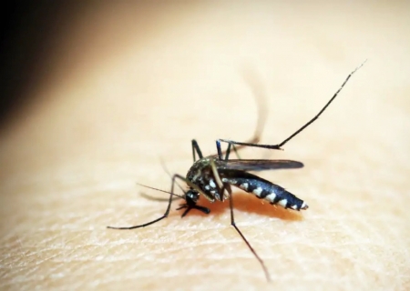 Brasil tem mais de 6,5 milhões de casos prováveis de dengue este ano