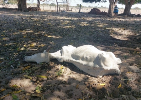 PMA investiga maus-tratos a gado em fazenda na margem do rio Taquari