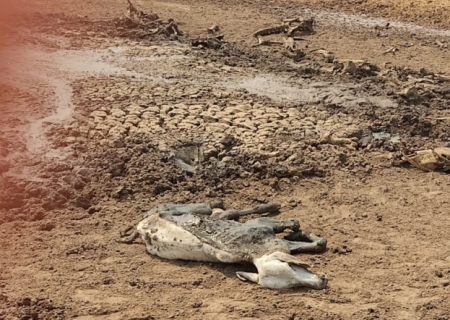 Polícia Ambiental identifica e autua fazendeiro que abandonou mil bois em fazenda no Pantanal