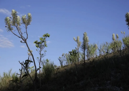 Dia do Cerrado: bioma é o segundo mais ameaçado no país