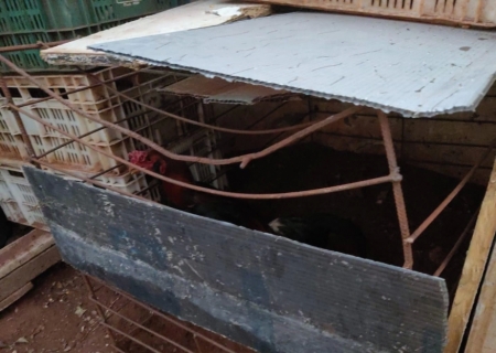 Polícia Militar Ambiental aplica multa de R$ 9 mil por maus-tratos a galos em Campo Grande