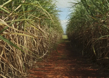 Seca extrema derruba produtividade de cana e usinas antecipam colheita