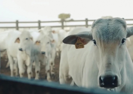 Mercado do boi gordo segue em alta graças à intensa demanda de exportação