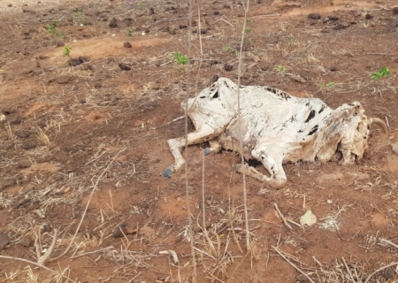 Produtor rural é multado em R$ 1 milhão por deixar gado morrer de fome em MS