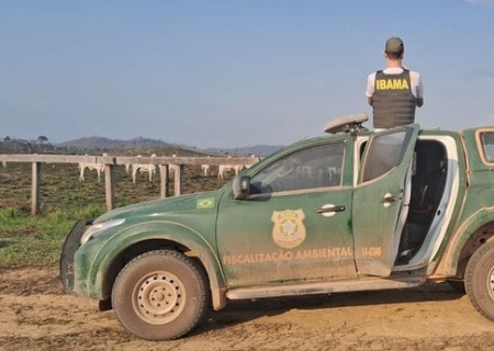 Operação identifica 23 frigoríficos comprando gado de áreas embargadas na Amazônia