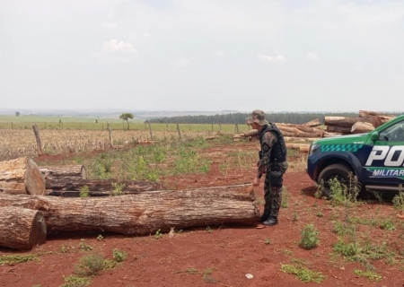 Madeireira é autuada por armazenar madeira nativa, sem comprovação de origem em MS