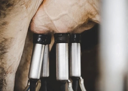 Lácteos: setor vê 2025 positivo, mas com desafios para garantir rentabilidade