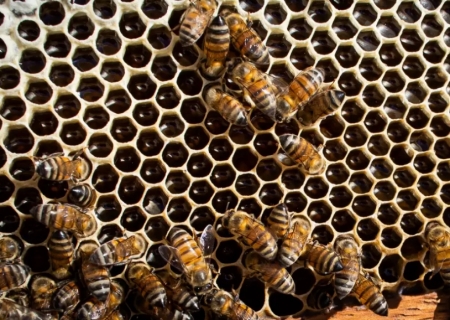 Derrubada de árvores em risco de extinção mata abelhas e impacta produção de maracujá e café
