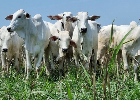 Mercado do boi gordo passa a estabilizar preços após altas históricas