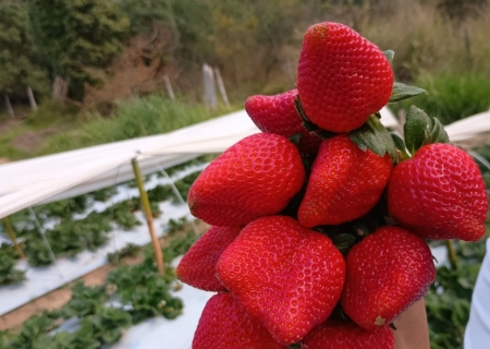 Pequenos produtores investem em empreendedorismo sustentável