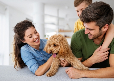 Como introduzir um novo pet na família?