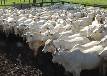 Arroba de boi gordo atinge R$ 325 em SP e expectativa é de mais altas