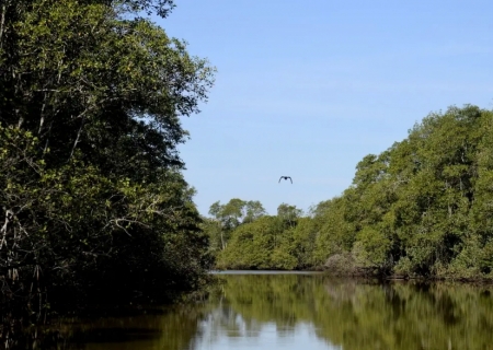 Brasil está entre países do G20 com maior proporção de área protegida