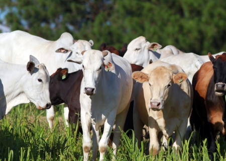 Pecuária tem alta em todos os segmentos no mês; boi já subiu 10% e bezerro, 14%