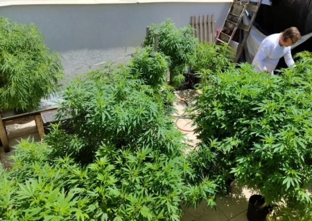 Brasil atingiu a marca de 672 mil pacientes que se tratam com cannabis