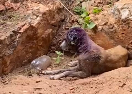 Mulher é presa pela Polícia Civil em Corumbá por maus-tratos a animais