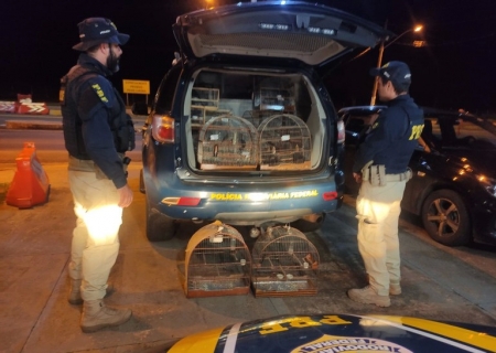 PRF resgata pássaros silvestres em Campo Grande