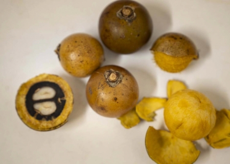 Macaúba: pesquisa transforma fruto em embalagens biodegradáveis