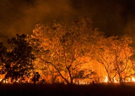 Amazônia tem diversidade empobrecida por incêndios florestais