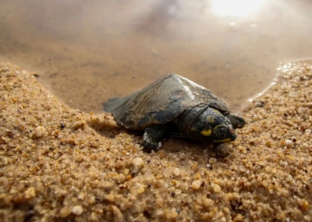 Nascimentos no maior berçário de tartarugas do Brasil cai 75%