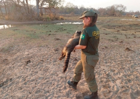 Mais de 25 mil animais são resgatados de incêndios em 2024