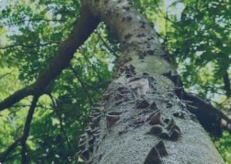 Projeto propõe regras para exploração sustentável do pau-brasil