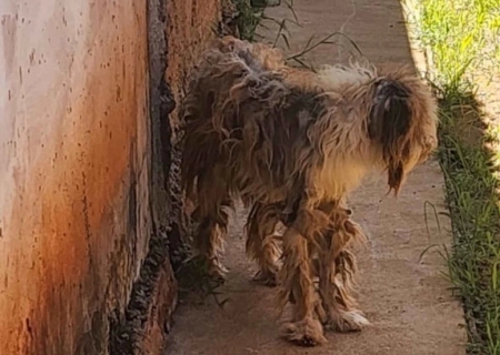 Cachorro é encontrado em estado cadavérico sem água e comida em Santa Rita do Pardo