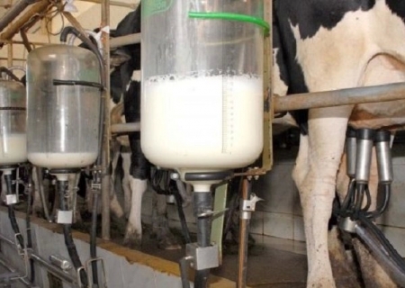 Proleite: Governo de MS inicia programa para melhorar rebanho e aumentar produção de leite