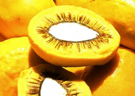 Sancionada lei que estimula produção de pequi e outros frutos do Cerrado