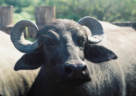 Alemanha registra surto de febre aftosa após quase 40 anos