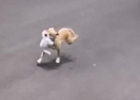 Em Campo Grande, polícia prende jovem dono de pitbull por maus-tratos a animais