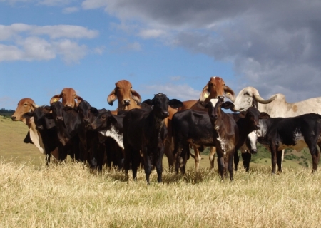 Aftosa: Brasil avança no reconhecimento internacional como livre sem vacinação
