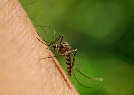 Mato Grosso do Sul registra 554 casos confirmados de dengue