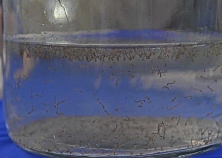 MS registra 804 casos confirmados de dengue