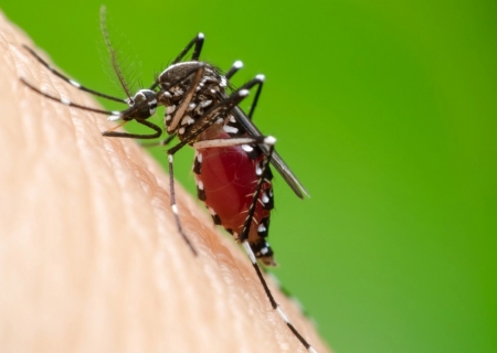 Período chuvoso acende alerta: além da dengue, chikungunya também exige atenção