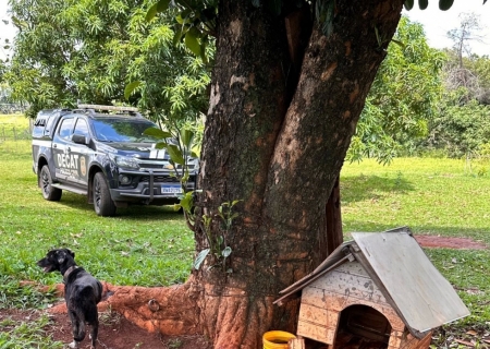 Polícia Civil prende idoso por maus-tratos a animais em área rural de Campo Grande