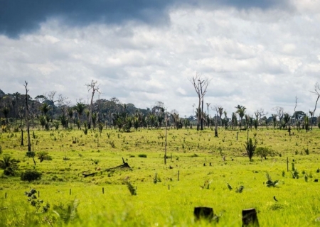 Destruição de vegetação nativa vira alvo da AGU