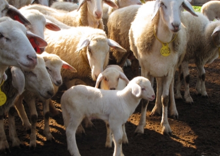 Embrapa aposta no ovino pantaneiro para impulsionar produção no Centro-Oeste