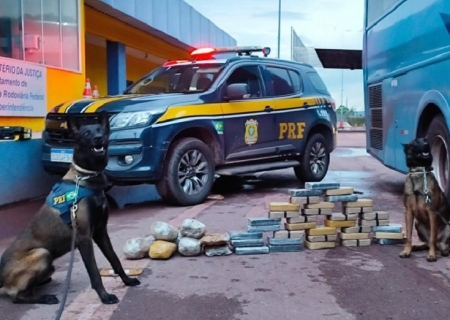 Cães farejadores da PRF descobrem fundo falso em ônibus cheio de drogas na BR-262