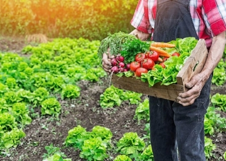 Inscrições do Programa de Aquisição de Alimentos são prorrogadas