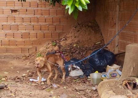 Homem é preso em razão de maus-tratos contra um Pitbull em Campo Grande