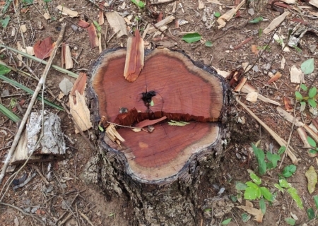 PMA de Bela Vista flagra exploração ilegal de madeira em área de reserva legal de assentamento