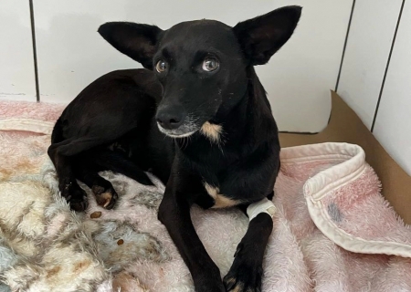 Homem é preso após praticar atos sexuais contra cadela em Caarapó