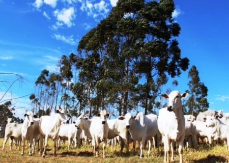 Atenção produtores: declaração semestral dos rebanhos começa na quinta-feira e segue até 2 de junho